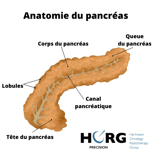 anatomie pancréas