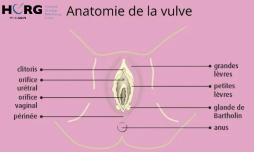 Anatomie de la vulve
