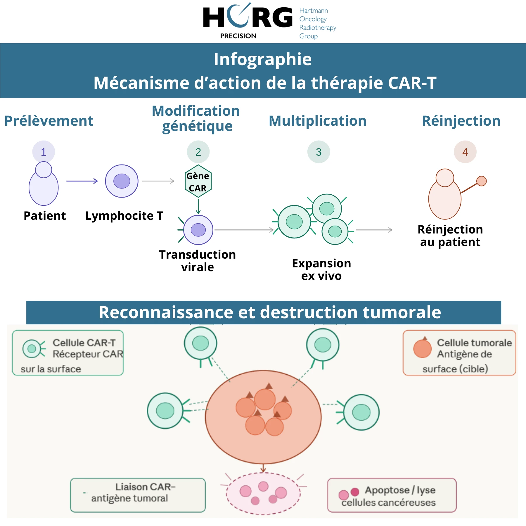 Infographie Th&eacute;rapie CAR T par HORG (1)